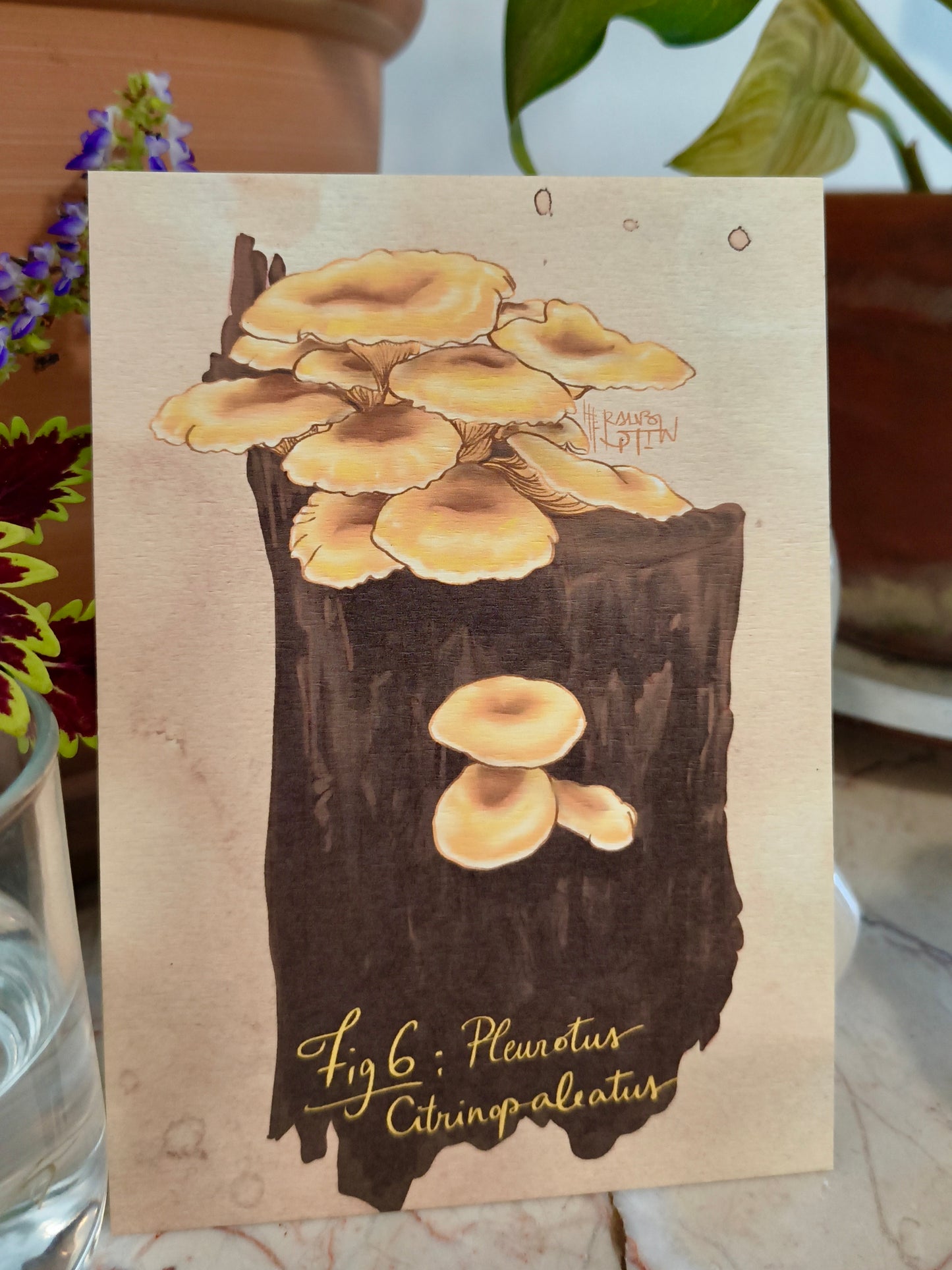Cartes postales Mycologie