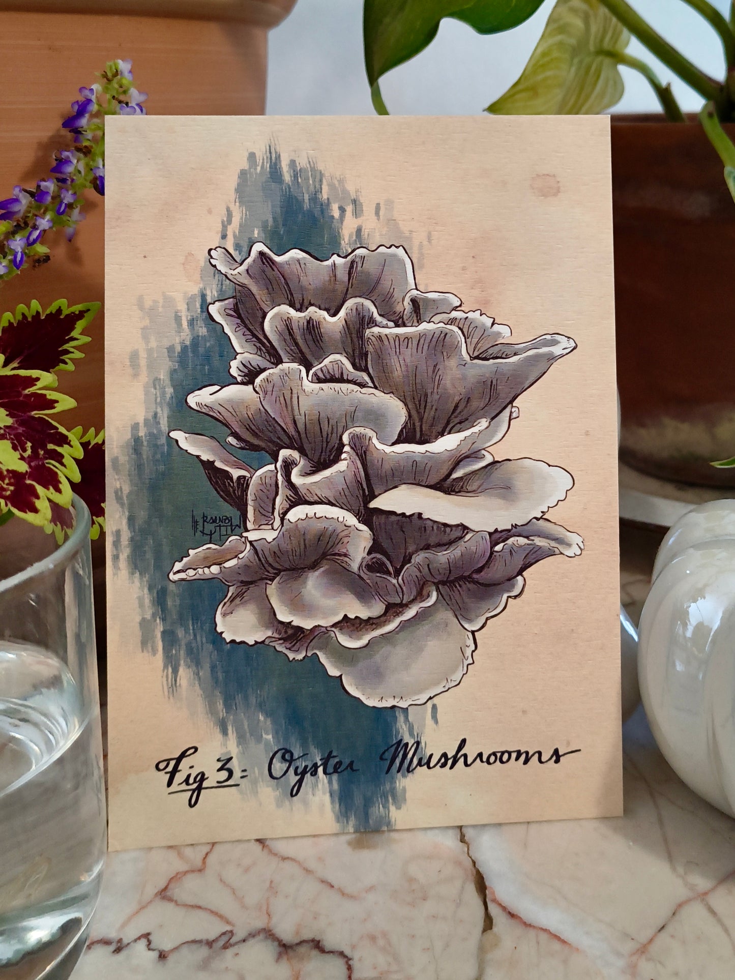 Cartes postales Mycologie