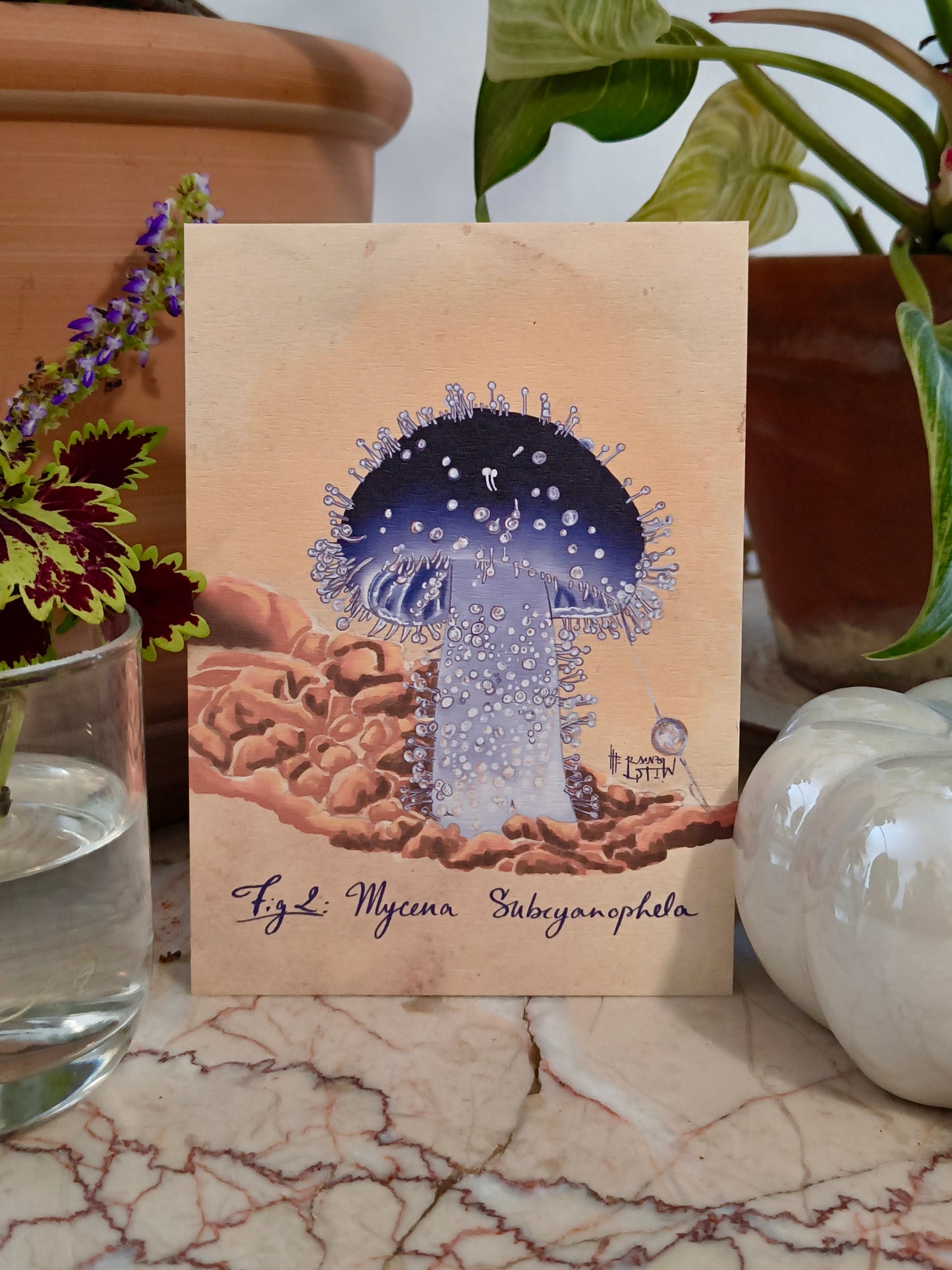 Cartes postales Mycologie