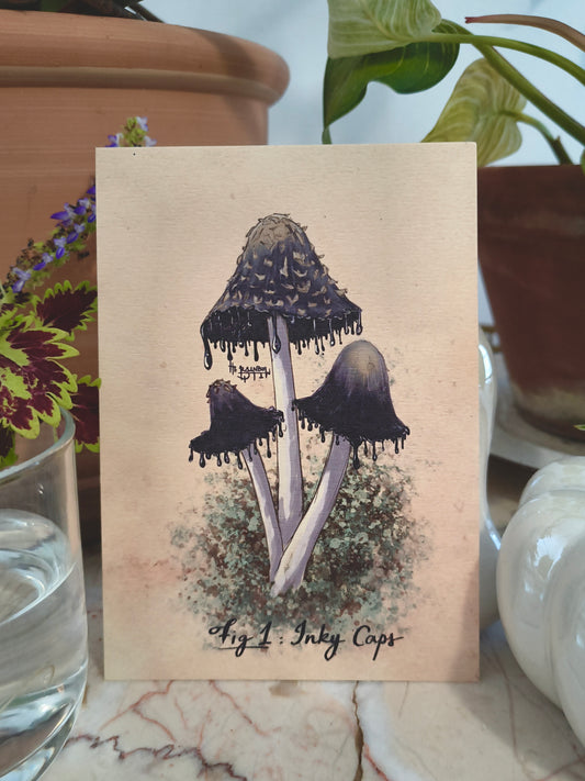 Cartes postales Mycologie