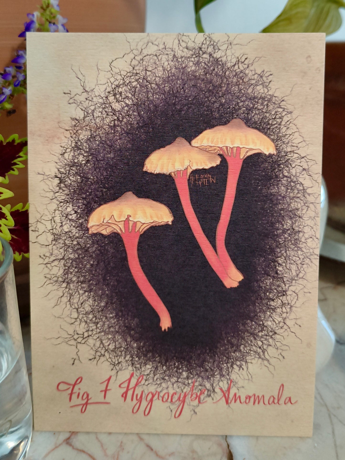 Cartes postales Mycologie