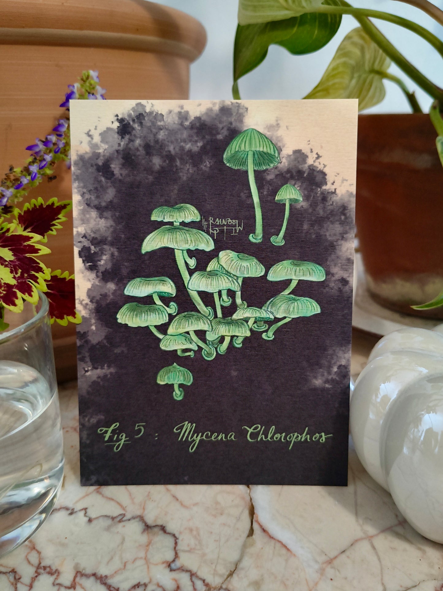 Cartes postales Mycologie