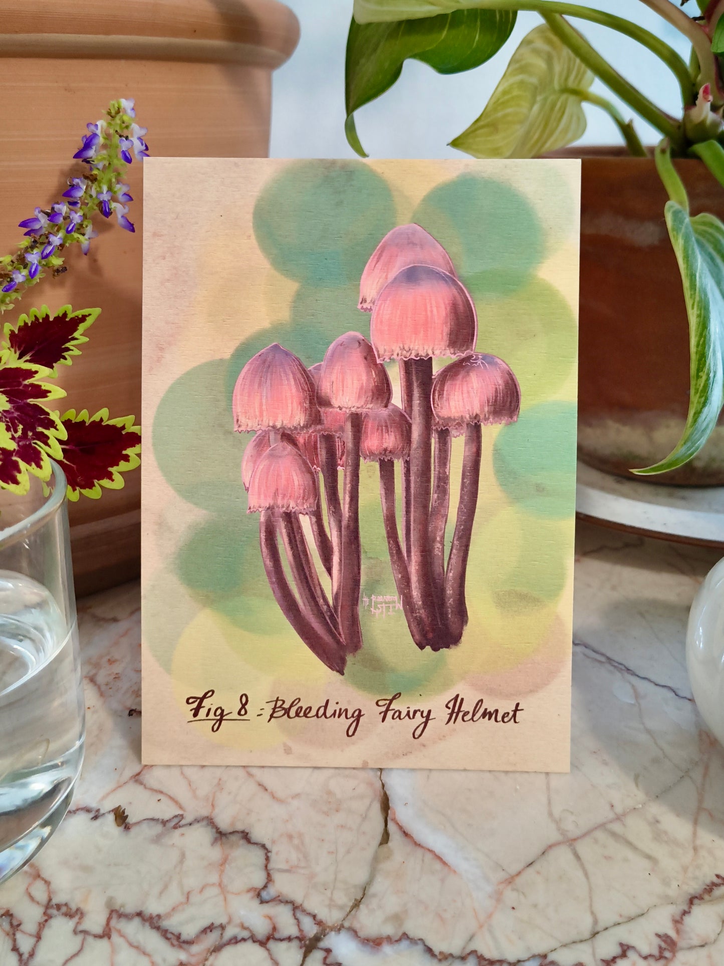 Cartes postales Mycologie