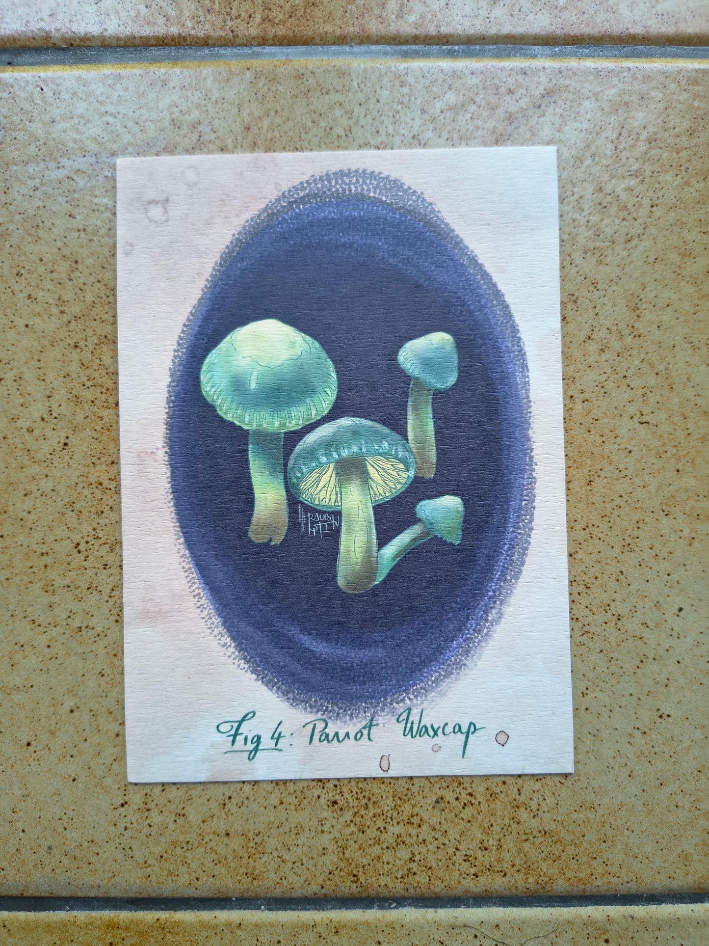 Cartes postales Mycologie